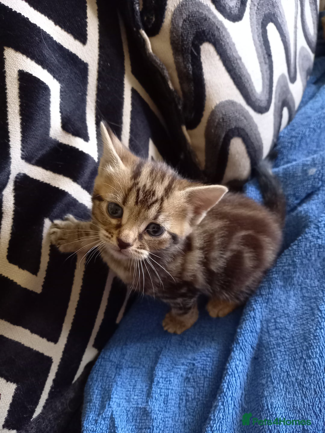 Mixed Breed cats for sale: Mixed breed kittens for sale-  beginning august - Image 3