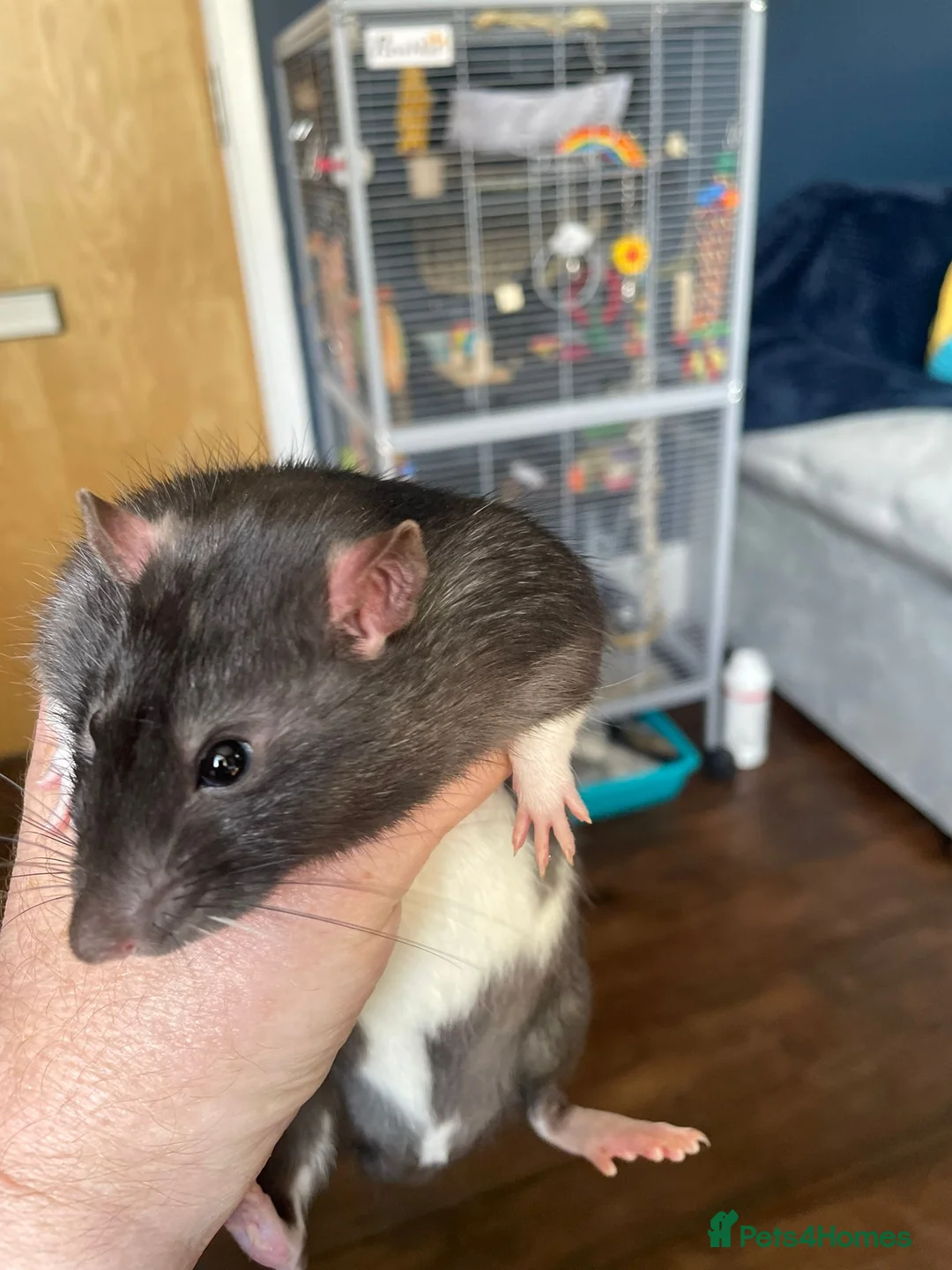 Rat rodents for sale: Pair of 6m Old Tame Male Rats With Cage & Acc - Advert 5