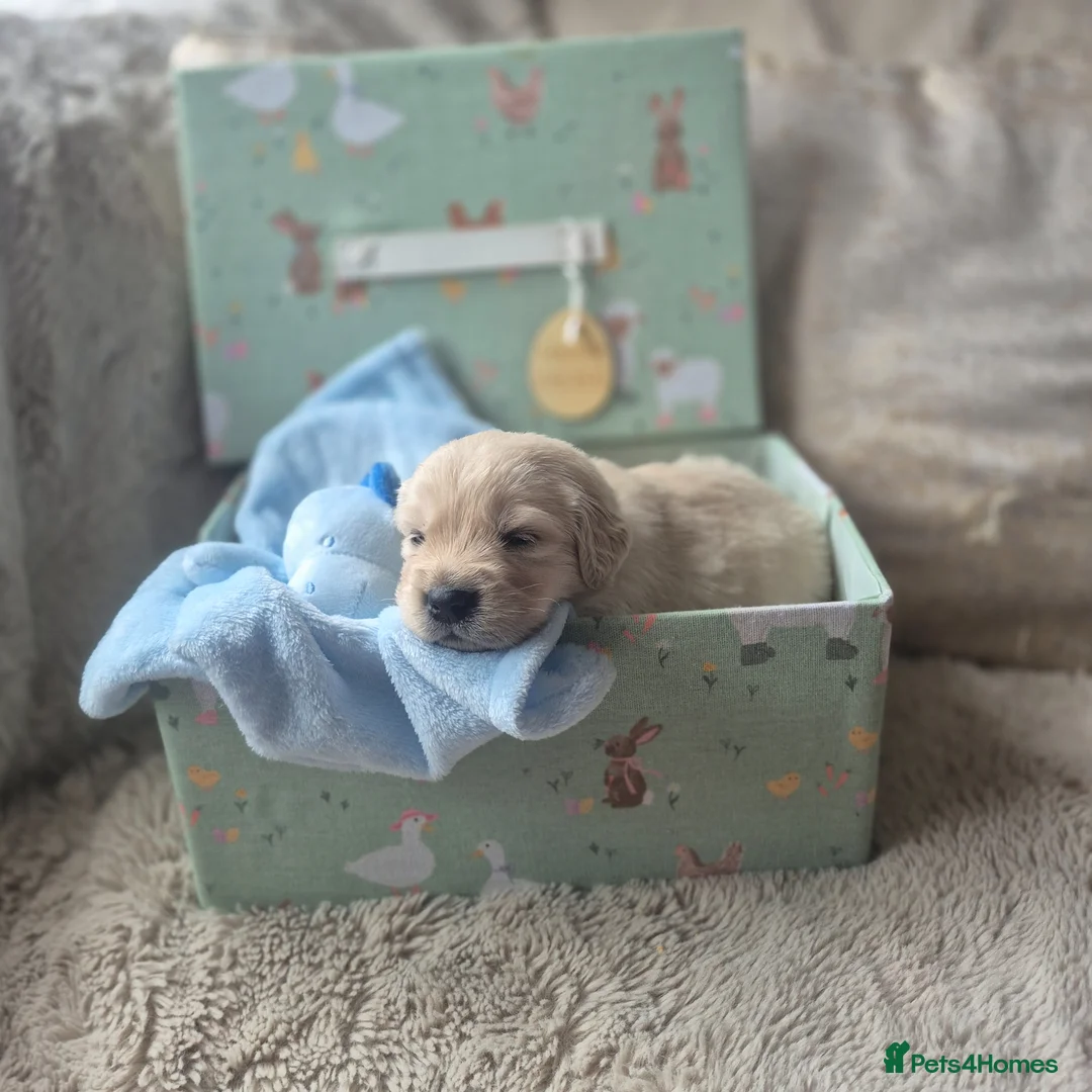 Golden Retriever dogs for sale: Beautiful Golden retriever Puppies - Advert 1