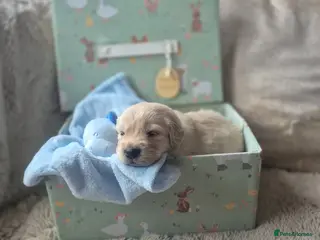 Golden Retriever dogs Beautiful Golden retriever Puppies - Advert 1