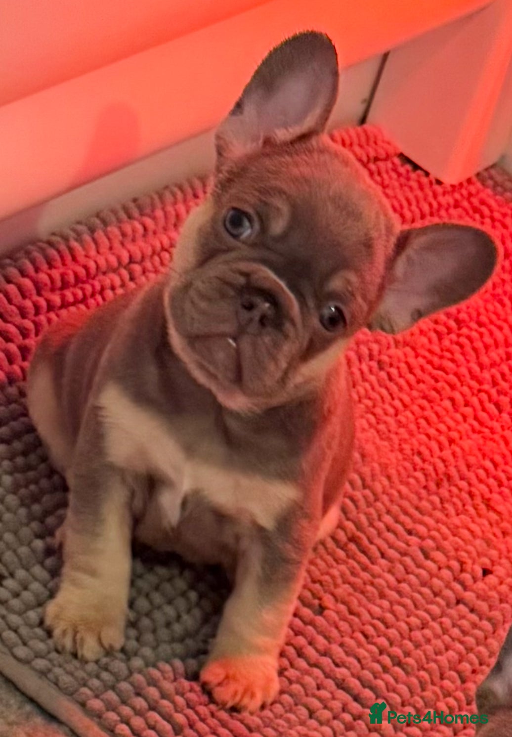 French Bulldog dogs French Bulldog Puppies  - Advert 1