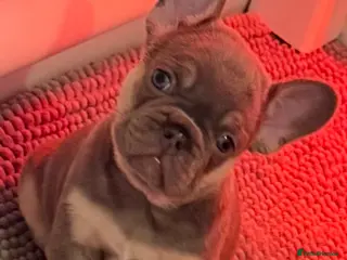 French Bulldog dogs French Bulldog Puppies - Advert 3