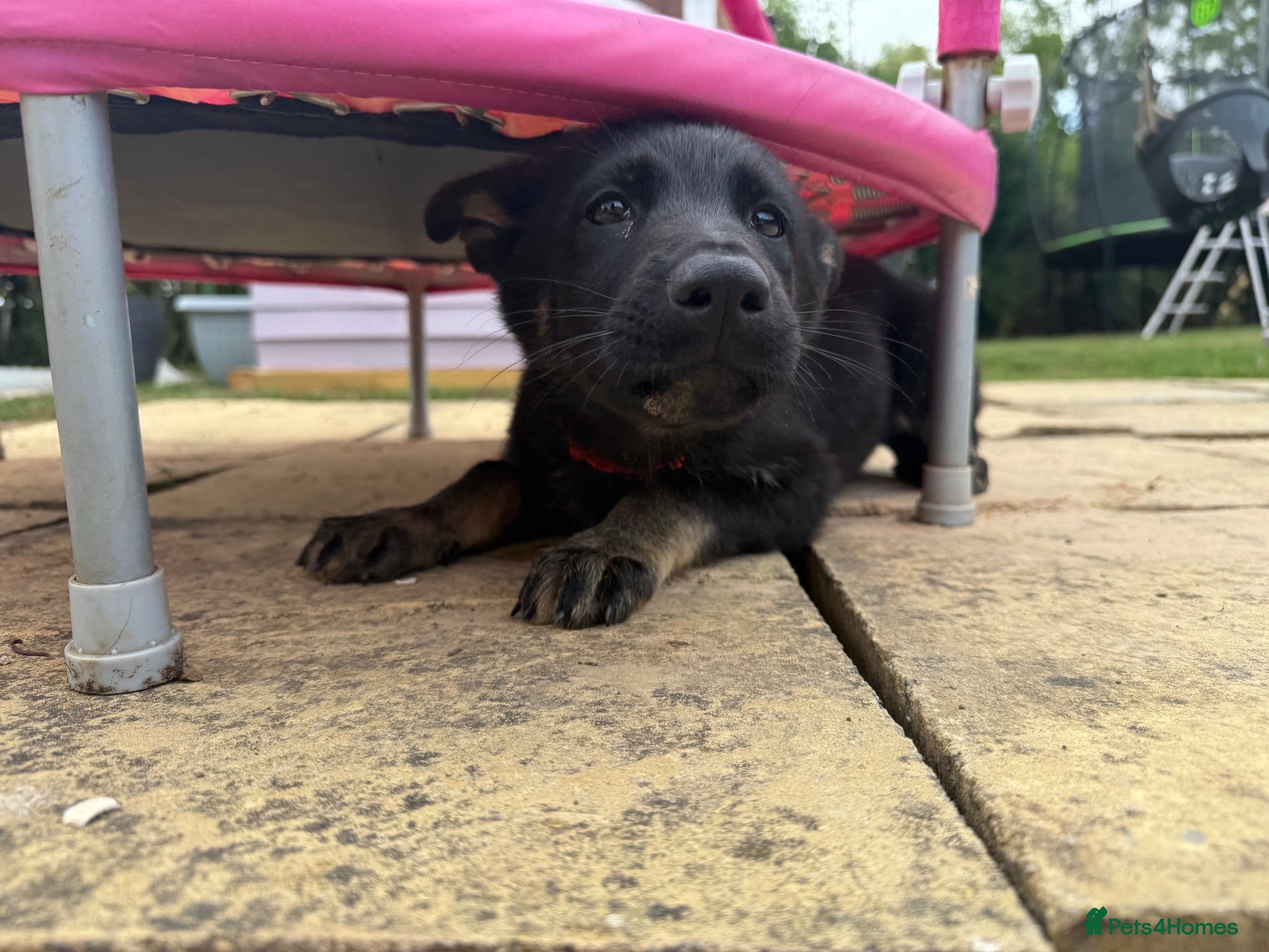German Shepherd dogs German Shepherd Puppies - Advert 2