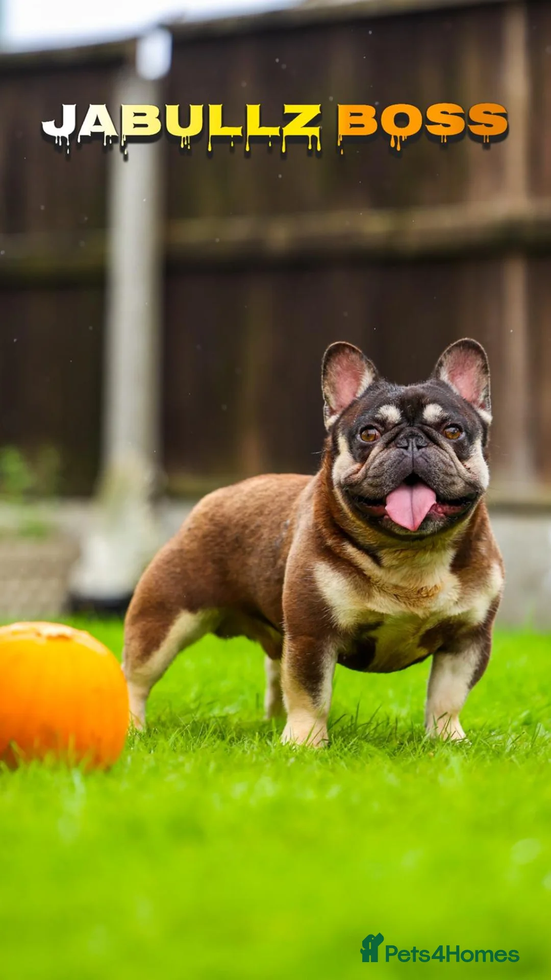 French Bulldog dogs for sale: French Bulldog - Advert 2