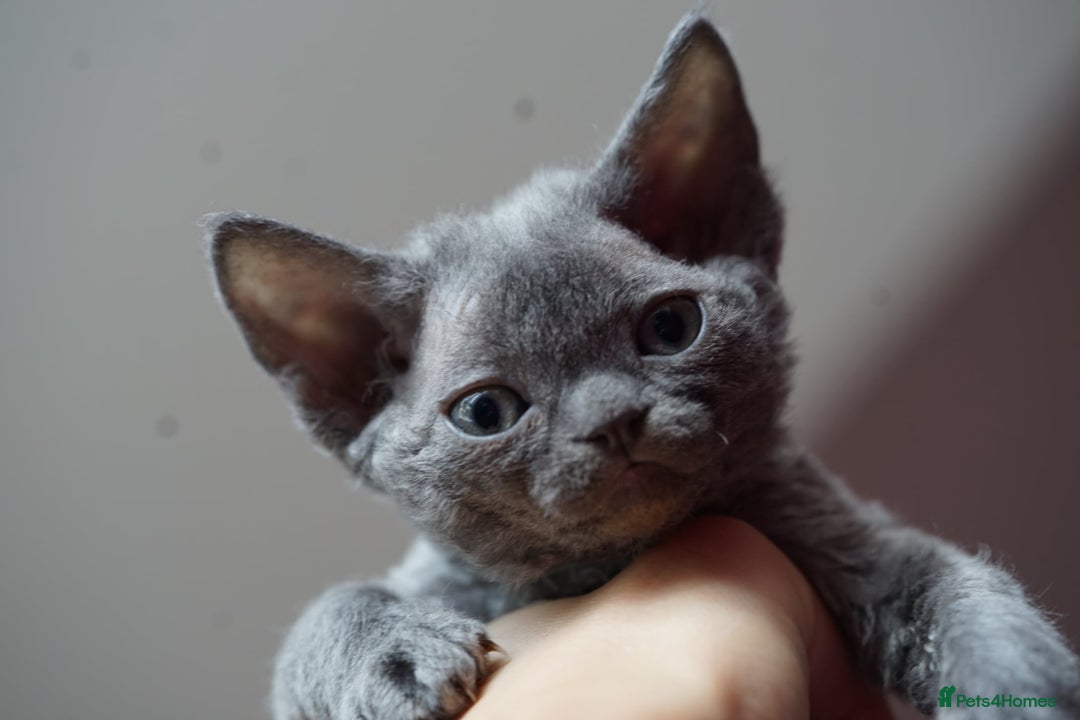 Devon Rex cats for sale: 💙 Devon Rex Female Kitten Available 💙 - Image 12