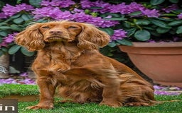 Cocker Spaniel dogs for sale: Stunning Litter of Red Cocker Spaniels  - Advert 2