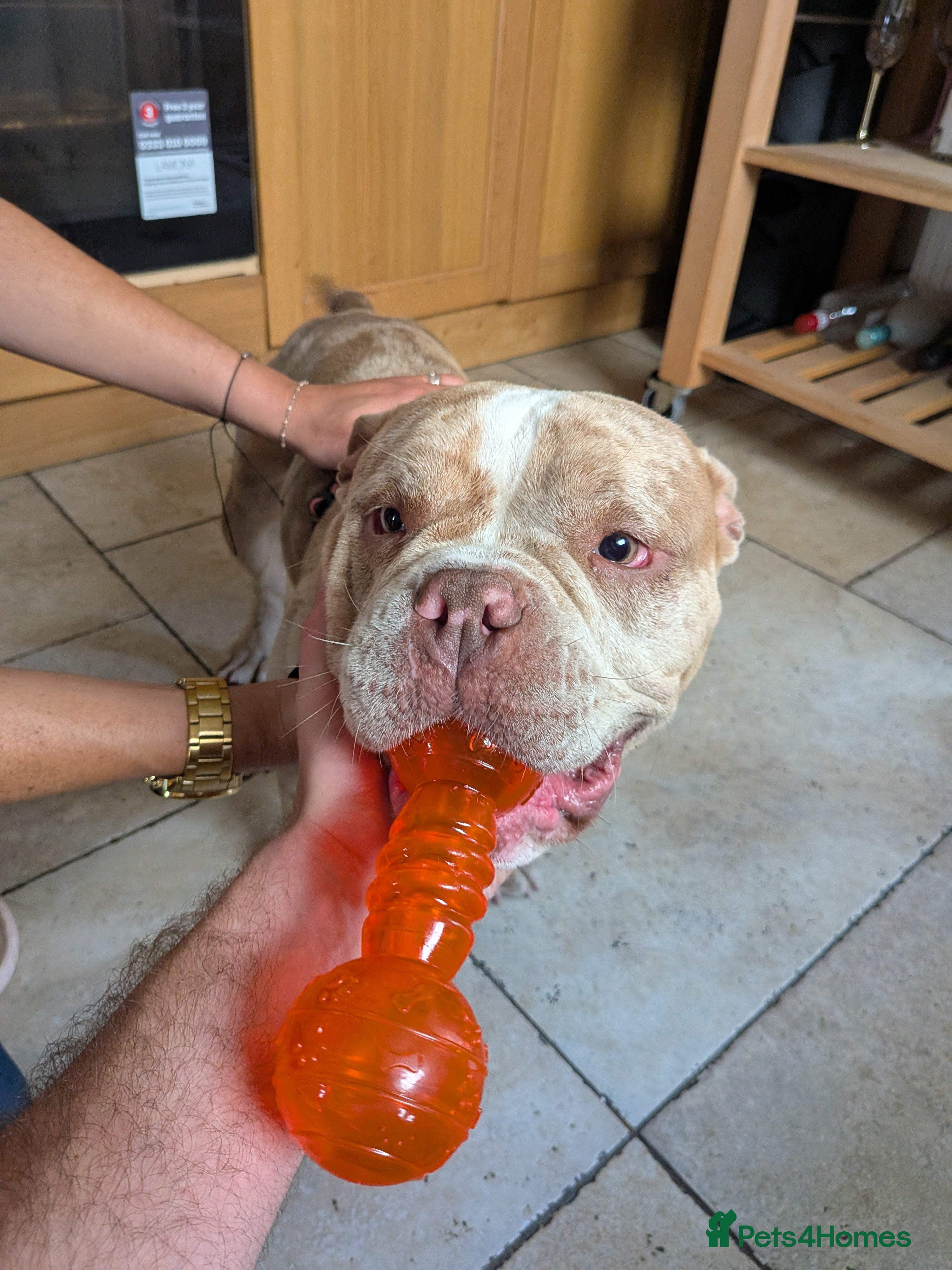 American Bully dogs Bully for rehoming - Advert 1