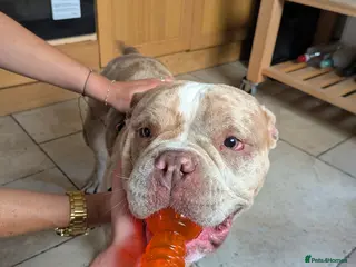 American Bully dogs Bully for rehoming - Advert 1