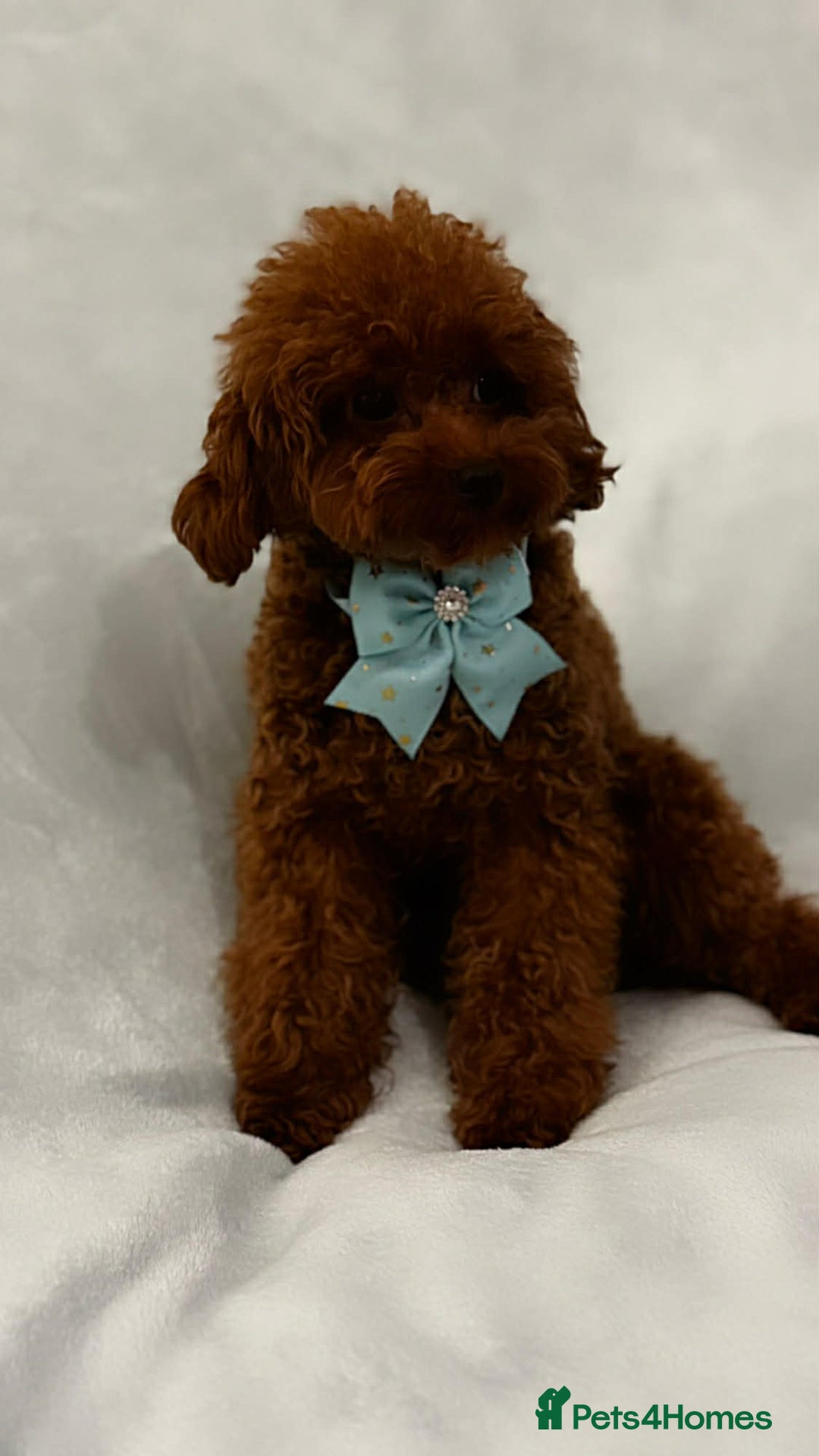 Toy Poodle dogs for sale: Asian Poodle - Advert 3