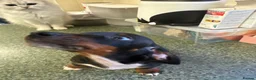 Dachshund dogs for sale: 5 playful dachshund pups avail  - Advert 4