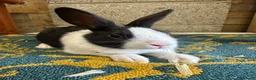 Dutch rabbits for sale: Beautiful Dutch Rabbits For Sale - Advert 3