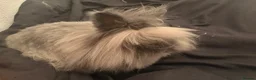 Lionhead rabbits for sale: Male lionhead for sale - Advert 3
