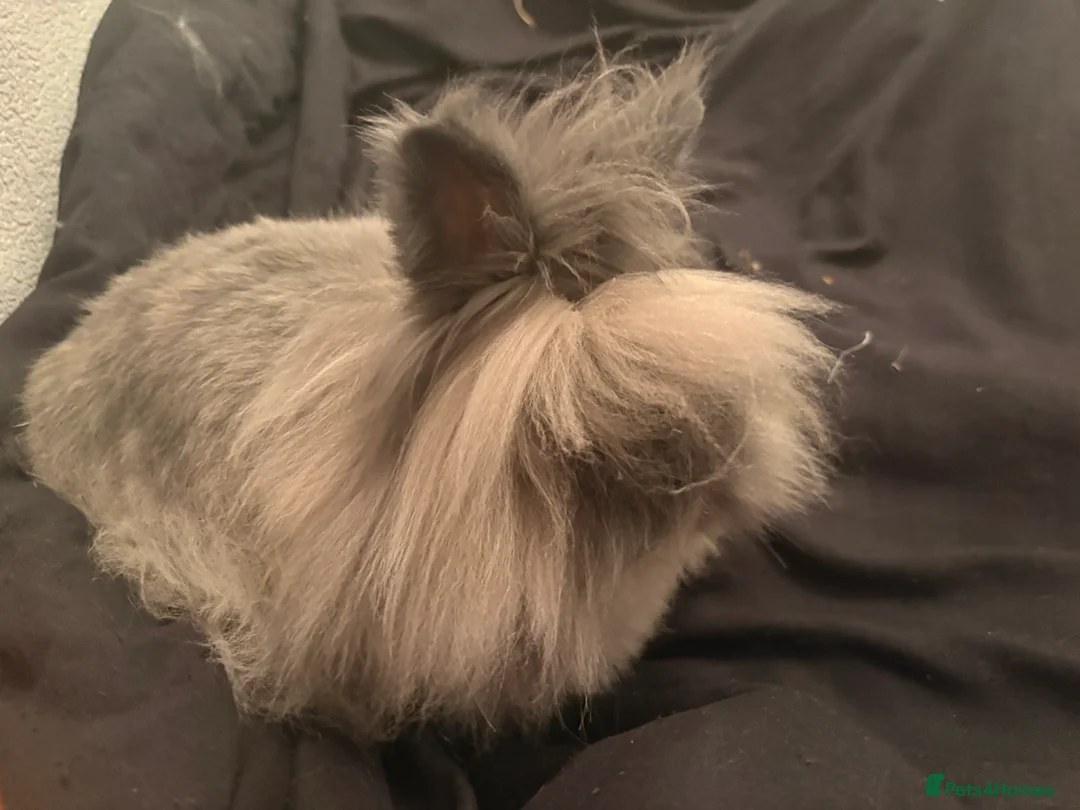Lionhead rabbits for sale: Male lionhead for sale - Advert 3
