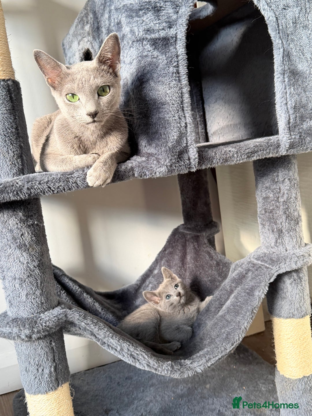 Russian Blue cats for sale: TICA Registered Russian Blue to a good home 🏡 - Advert 3