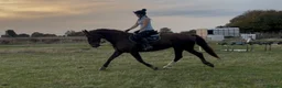 British Warmblood horses for sale: Project horse with HUGE potential - Advert 4