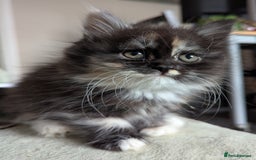 Maine Coon cats for sale: Maine coon X Persian kittens - Image 4