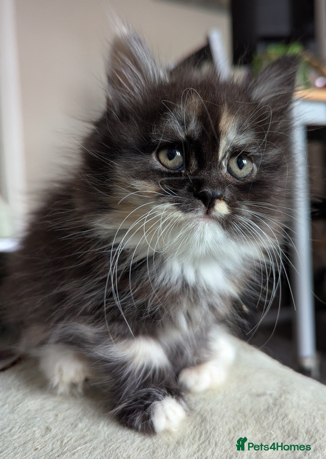 Maine Coon cats for sale: Maine coon X Persian kittens - Image 4