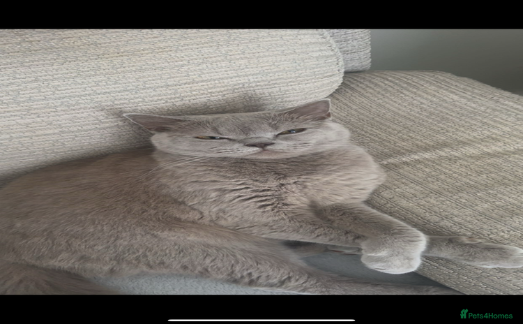 British Shorthair cats - Advert 8