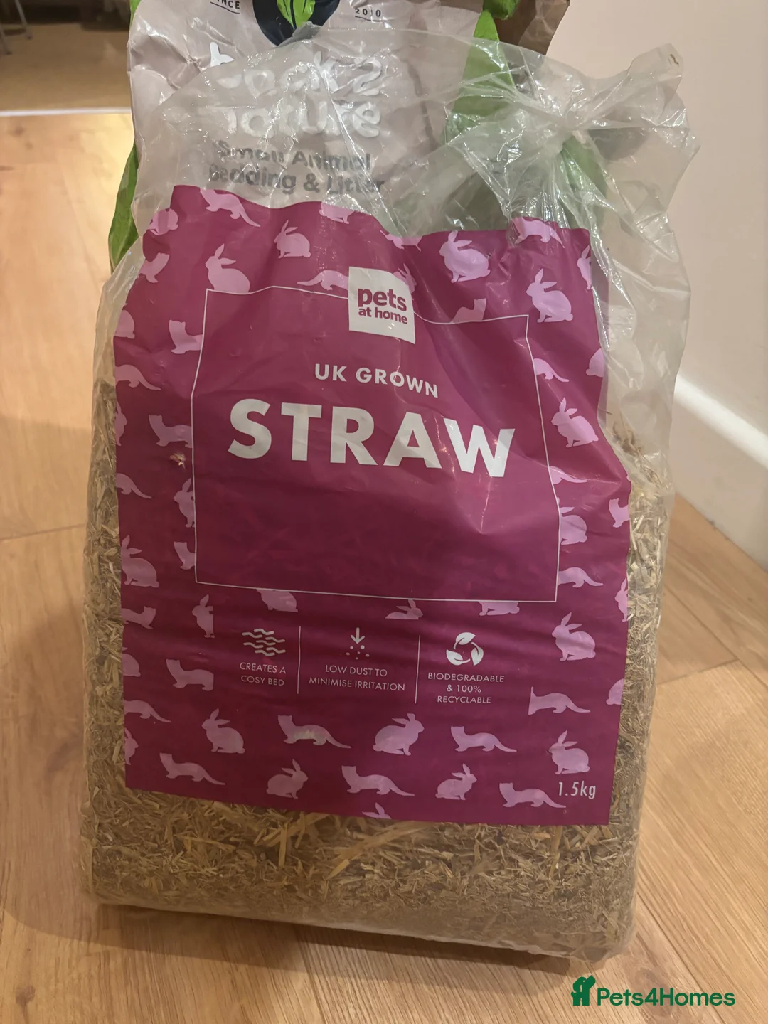 Rat rodents for sale: 2 male rats for sale in Sheffield - Advert 15