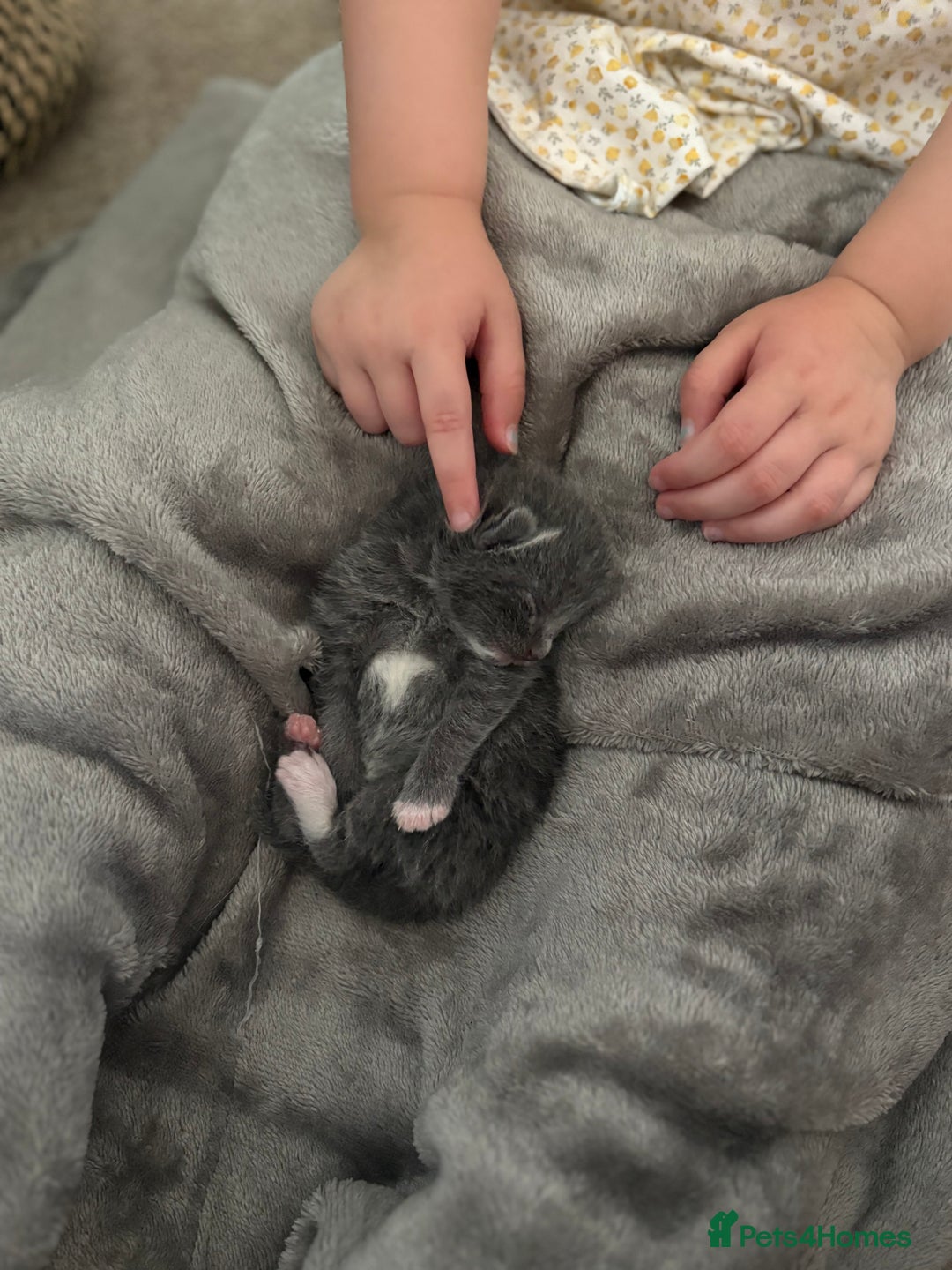 Mixed Breed cats for sale: Beautiful kittens 5* homes only  - Image 1