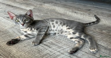 Bengal cats - Advert 3