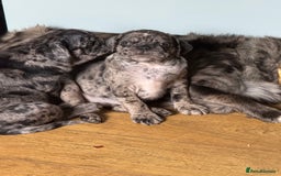 Pug dogs for sale: Merle pug puppies  - Image 11