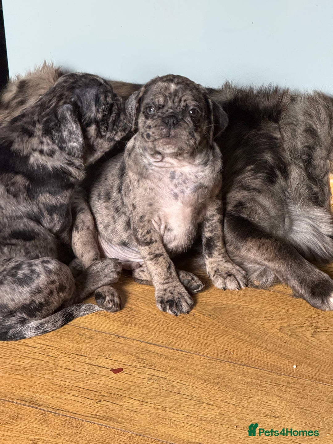 Pug dogs for sale: Merle pug puppies  - Image 11