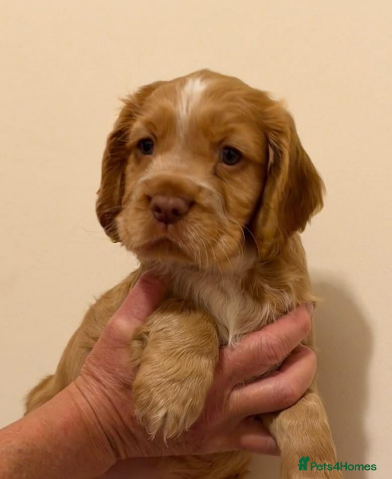 Sprocker dogs for sale: Sprocker x Cocker Spaniel Puppies - Advert 12