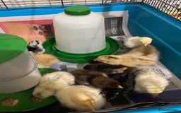 Chickens poultry for sale: 10 Aseel chicks and 2 Brahma chicks for sale - Image 6