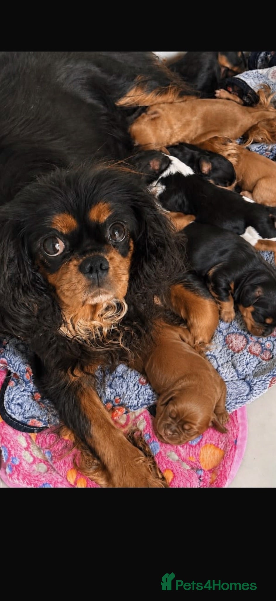 Cavalier King Charles Spaniel dogs Kc dna clear old fashioned type cavalier pupies  - Advert 15