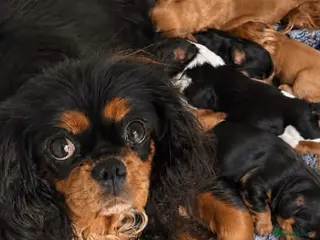 Cavalier King Charles Spaniel dogs Kc dna clear old fashioned type cavalier pupies - Advert 15
