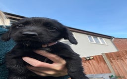 Cocker Spaniel dogs for sale: Cocker spaniel black bitch - Image 3