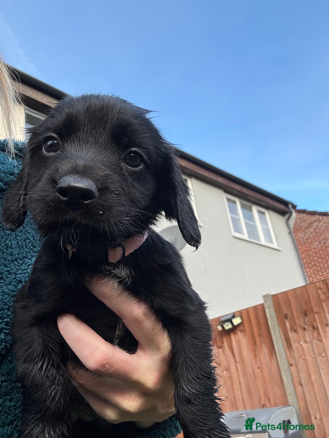Cocker Spaniel dogs for sale: Cocker spaniel black bitch - Image 3