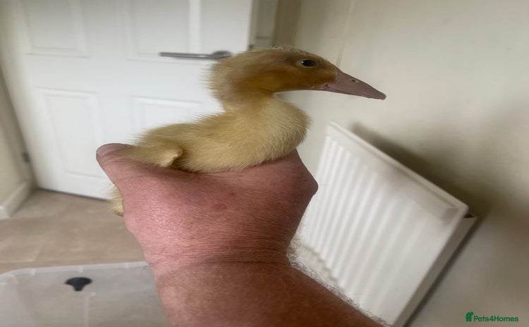 Ducks poultry - Advert 5