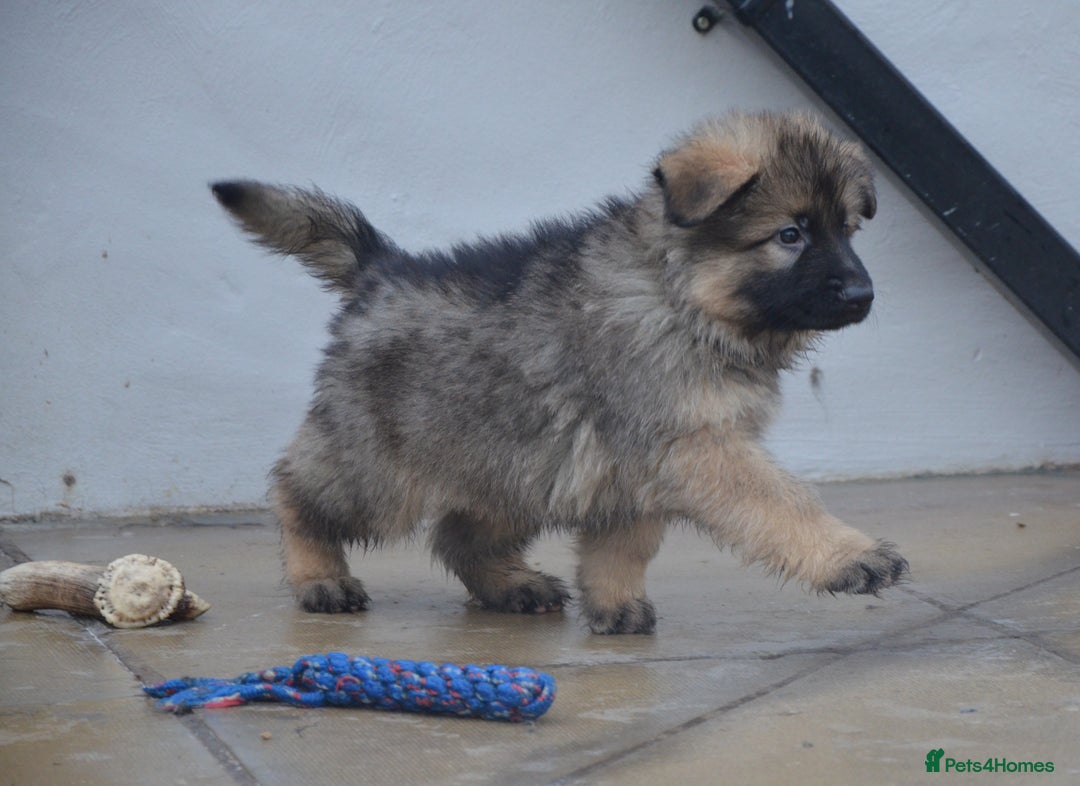 German Shepherd dogs for sale: STUNNING KC REG BLACK + SABLE LONG COATED PUPPIES - Image 7