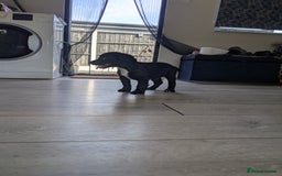 Cocker Spaniel dogs for sale: kc cocker spaniels registered pups - Image 13