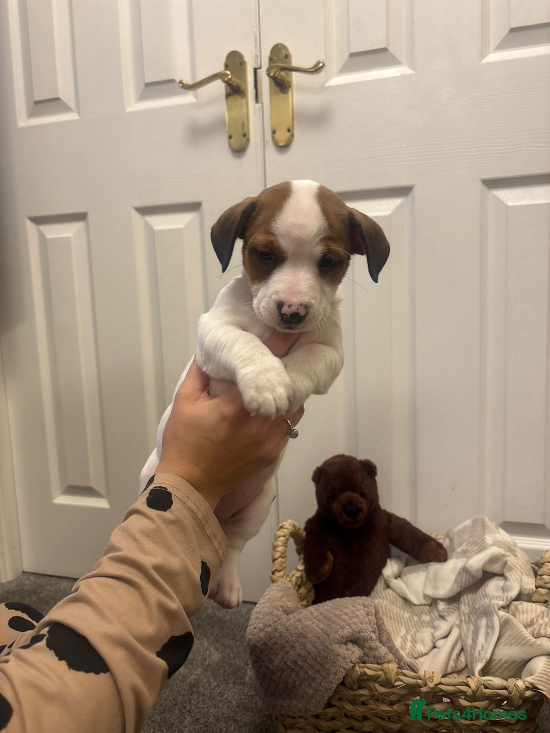 Mixed Breed dogs for sale:  Last 2 girls READY NOW! Rare English Bulldach - Advert 40