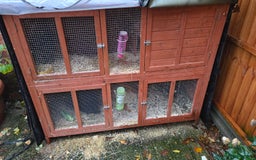 Rex rabbits for sale: 2 sisters looking for a new home  - Image 3