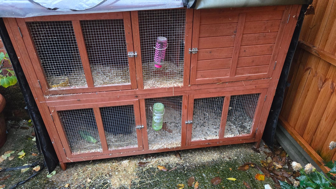 Rex rabbits for sale: 2 sisters looking for a new home  - Image 3