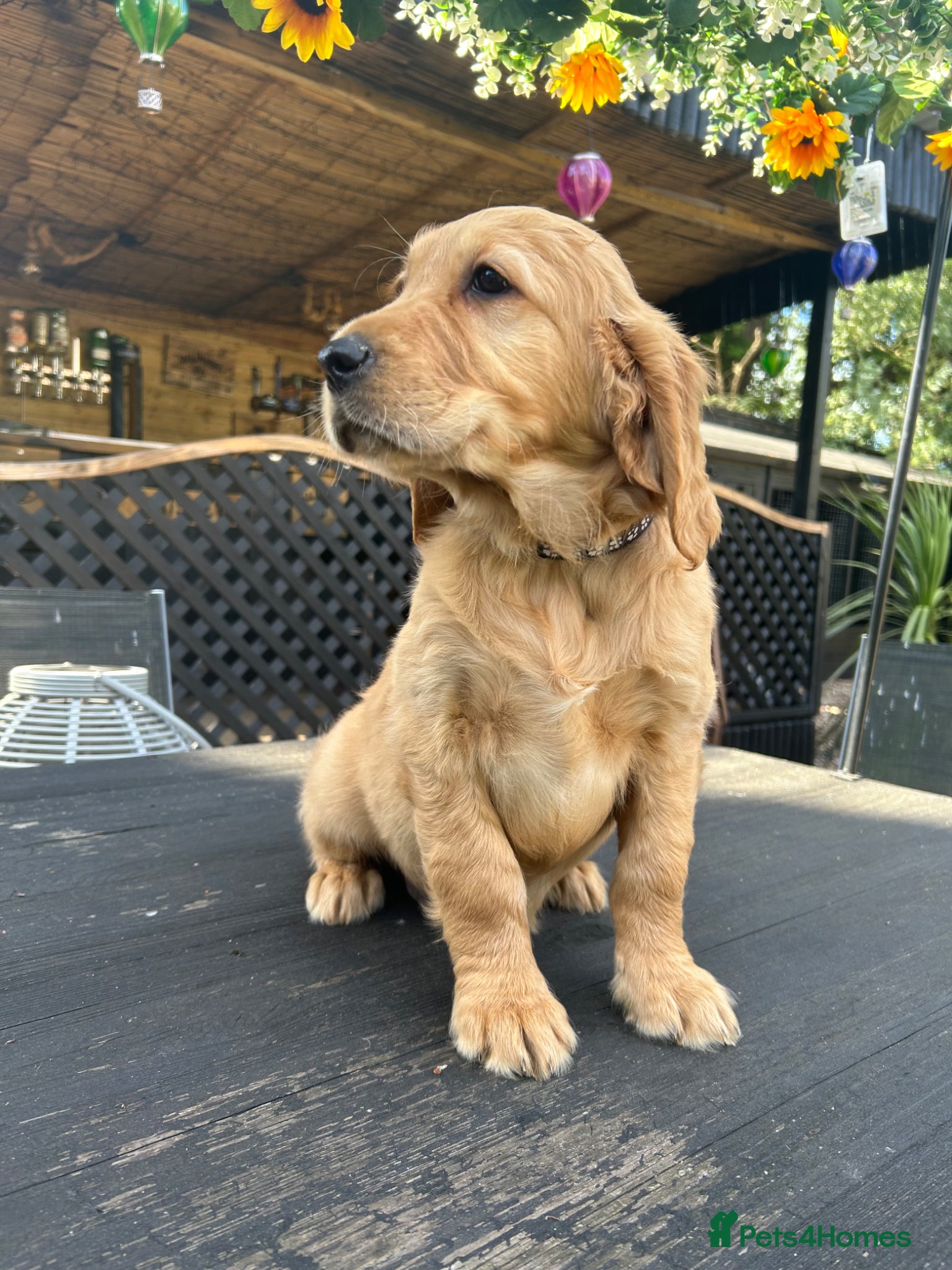 Mixed Breed dogs Ready Now ☘️ Golden Irish puppies available  ☘️ - Advert 2