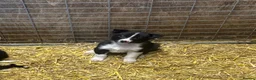Border Collie dogs for sale: Stunning border collies - only 2 left!!!!!  - Advert 9