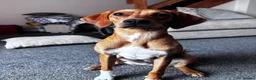 Mixed Breed dogs for adoption: Puppy Ginny is ready for her forever family! in Worcester - Advert 3