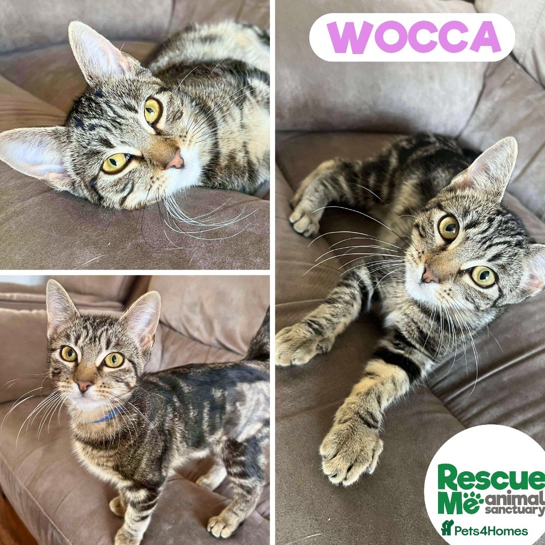 Mixed Breed cats for adoption: Wocca - sweet girl - Image 1