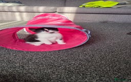 Mixed Breed cats for sale: Maine coon mix kittens for sale.  - Image 5
