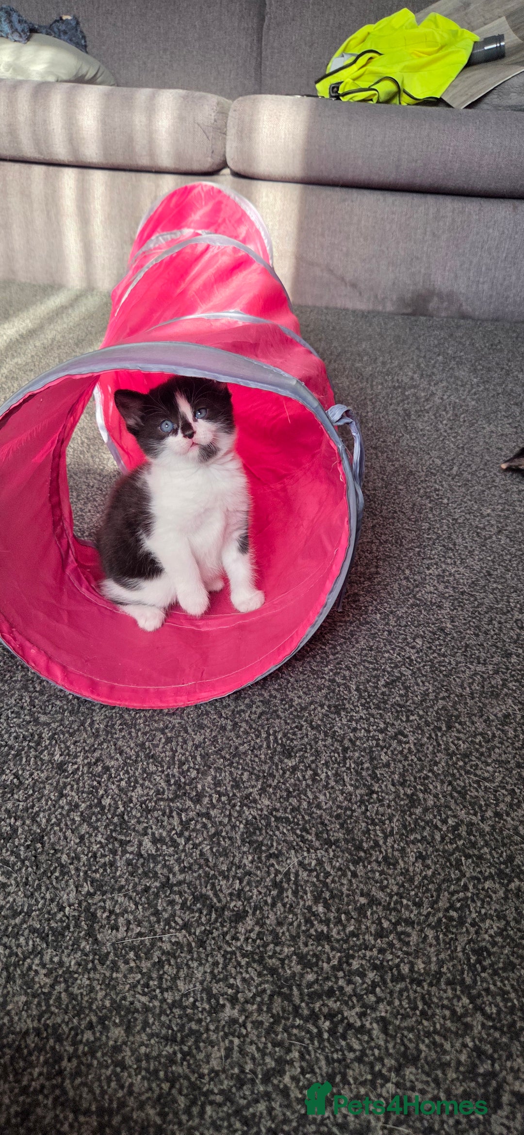 Mixed Breed cats for sale: Maine coon mix kittens for sale.  - Image 5