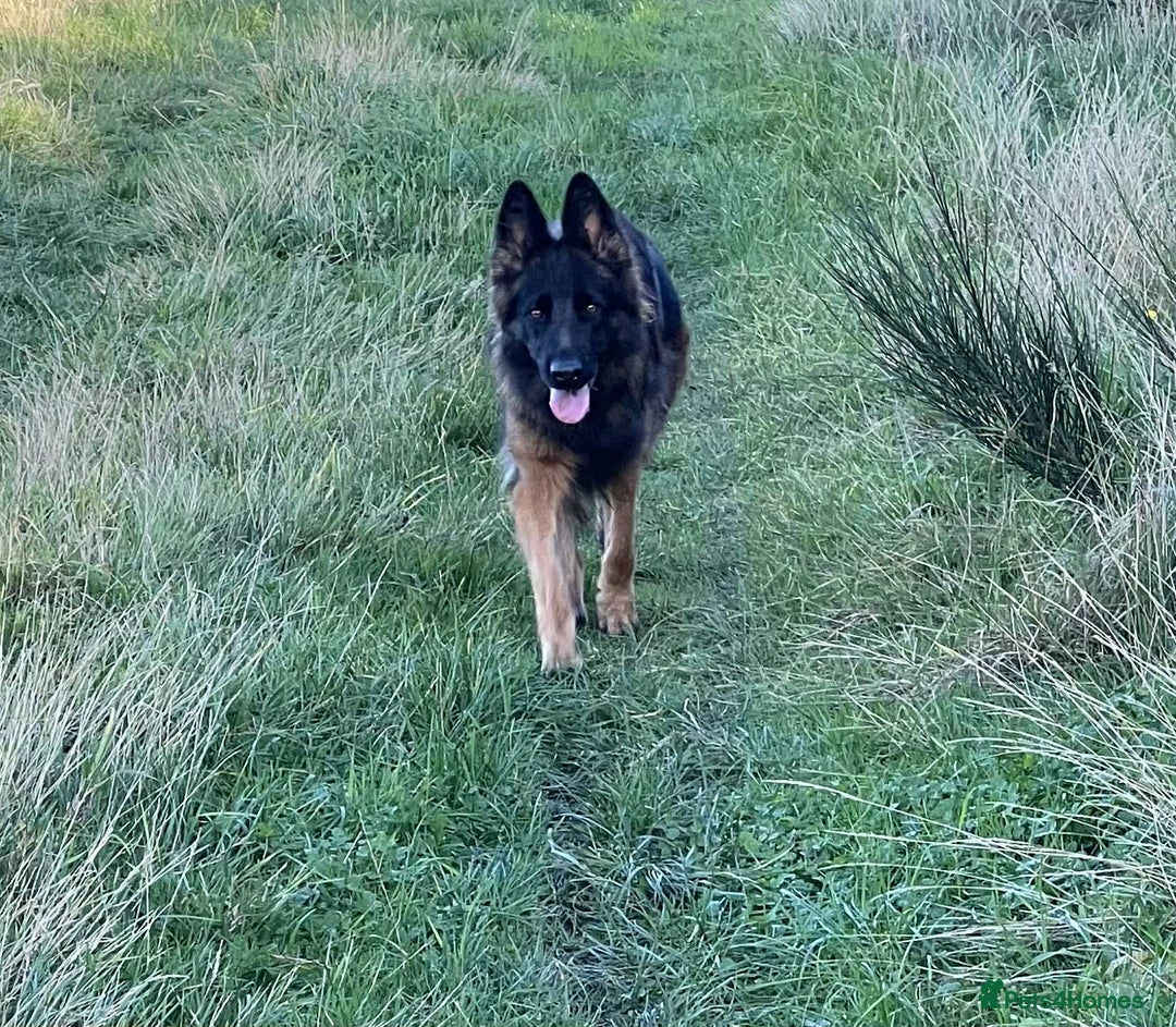 German Shepherd dogs for sale: Beautiful German Shepherd Girl  - Advert 3