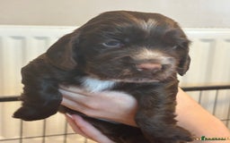 Cocker Spaniel dogs for sale: 4 cocker spaniel puppies, mum and dad family pets - Advert 6