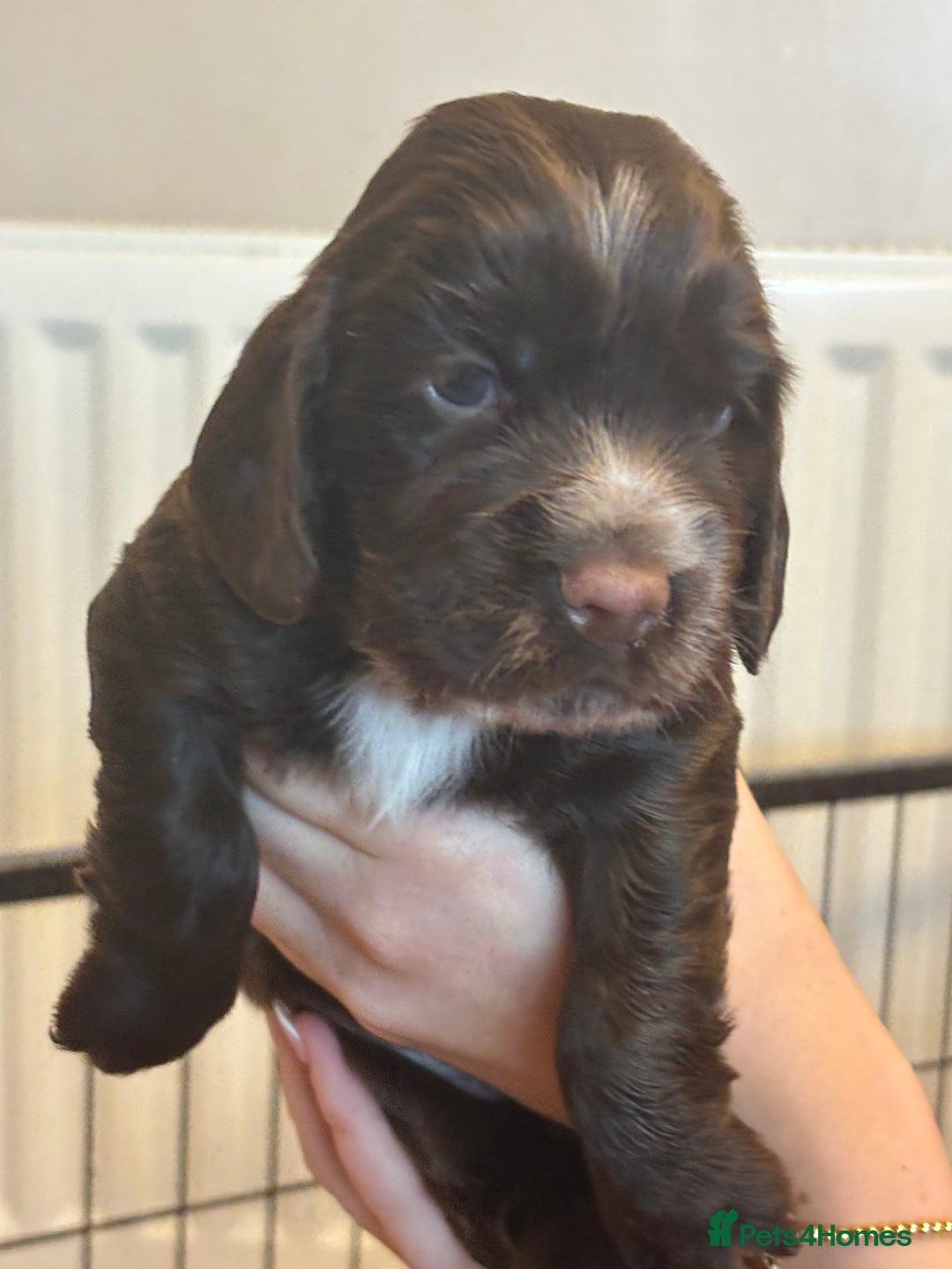 Cocker Spaniel dogs for sale: 4 cocker spaniel puppies, mum and dad family pets - Advert 6