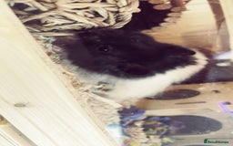 Hamster rodents for sale: hamster and everything included - Image 3