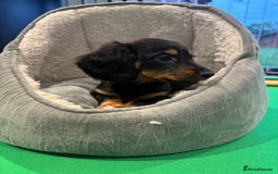Miniature Dachshund dogs for sale: Minature Dachshund Puppies For Sale  - Image 12